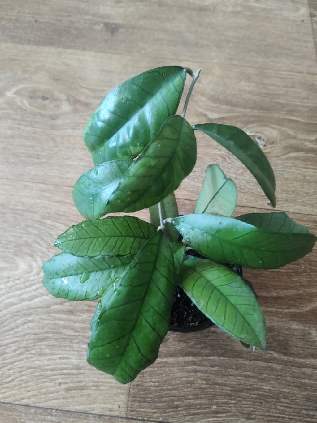 Hoya sp. Borneo Gunung Gading.