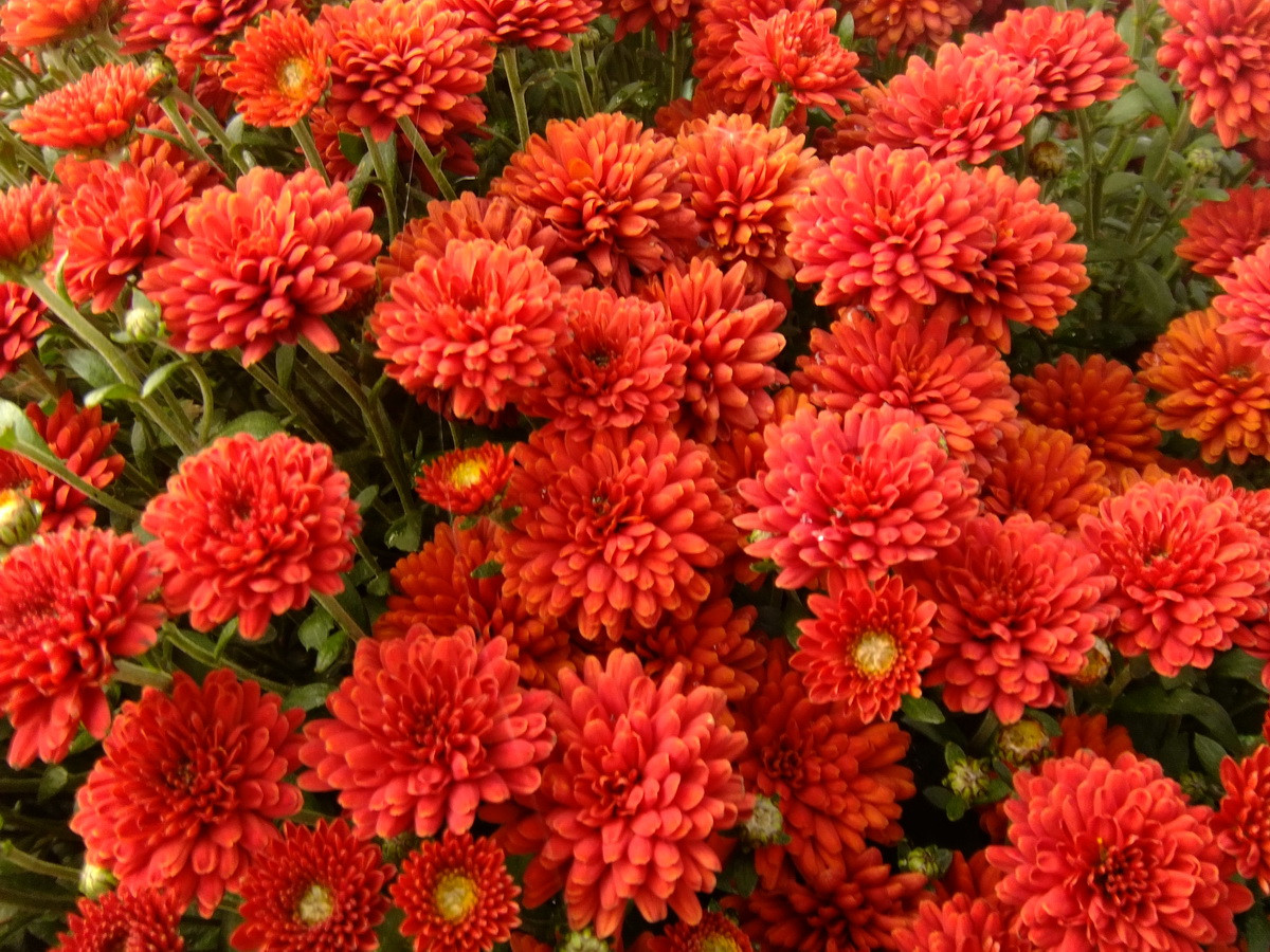  BARBARA RED  1.jpg