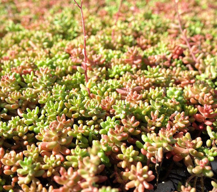   CORAL CARPET.jpg