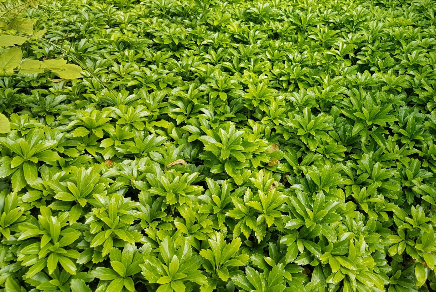   GREEN CARPET  .jpeg