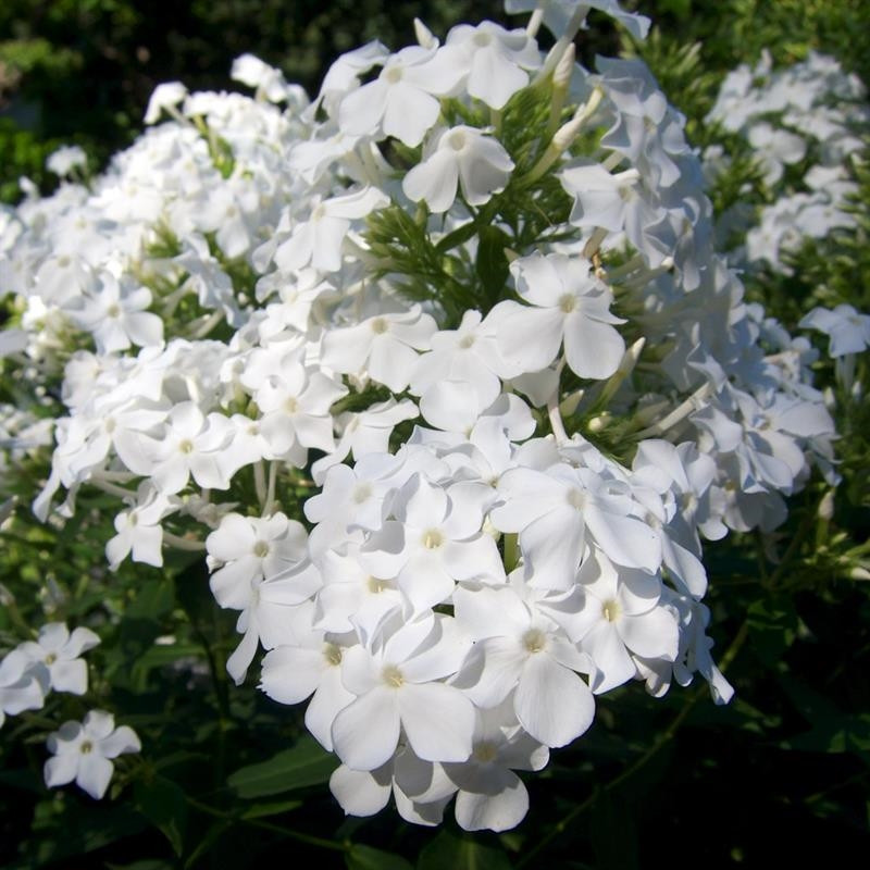   White Sparr .jpg