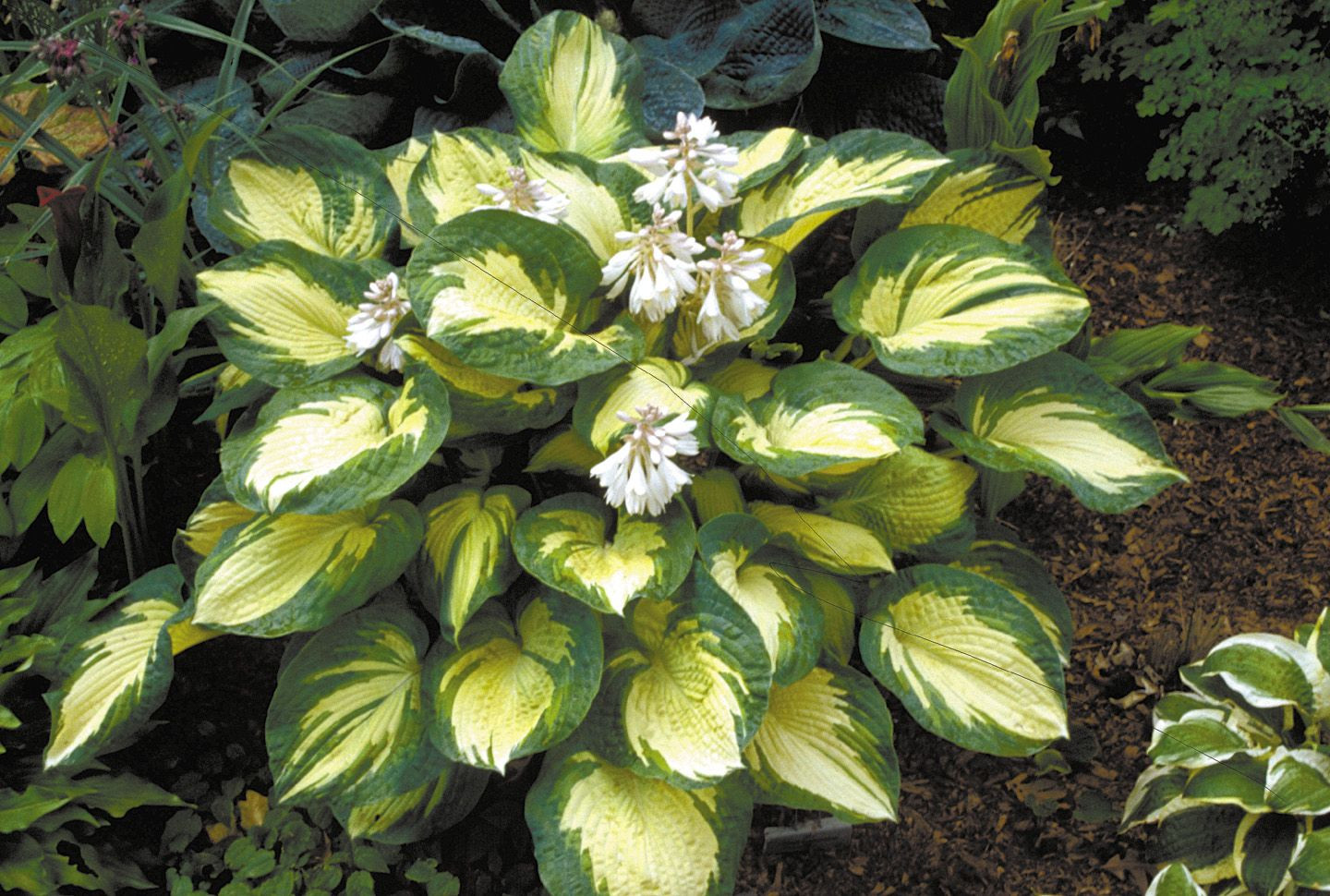 1Hosta Great Expectations.jpg