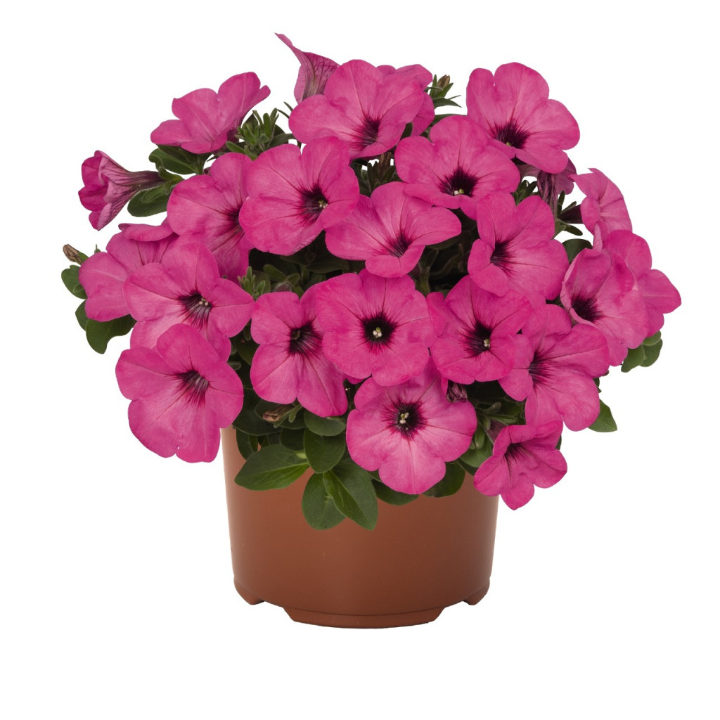 122  Sweetunia Pinkalicious