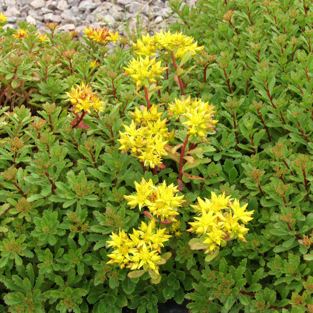   GOLDEN YELLOW.jpg