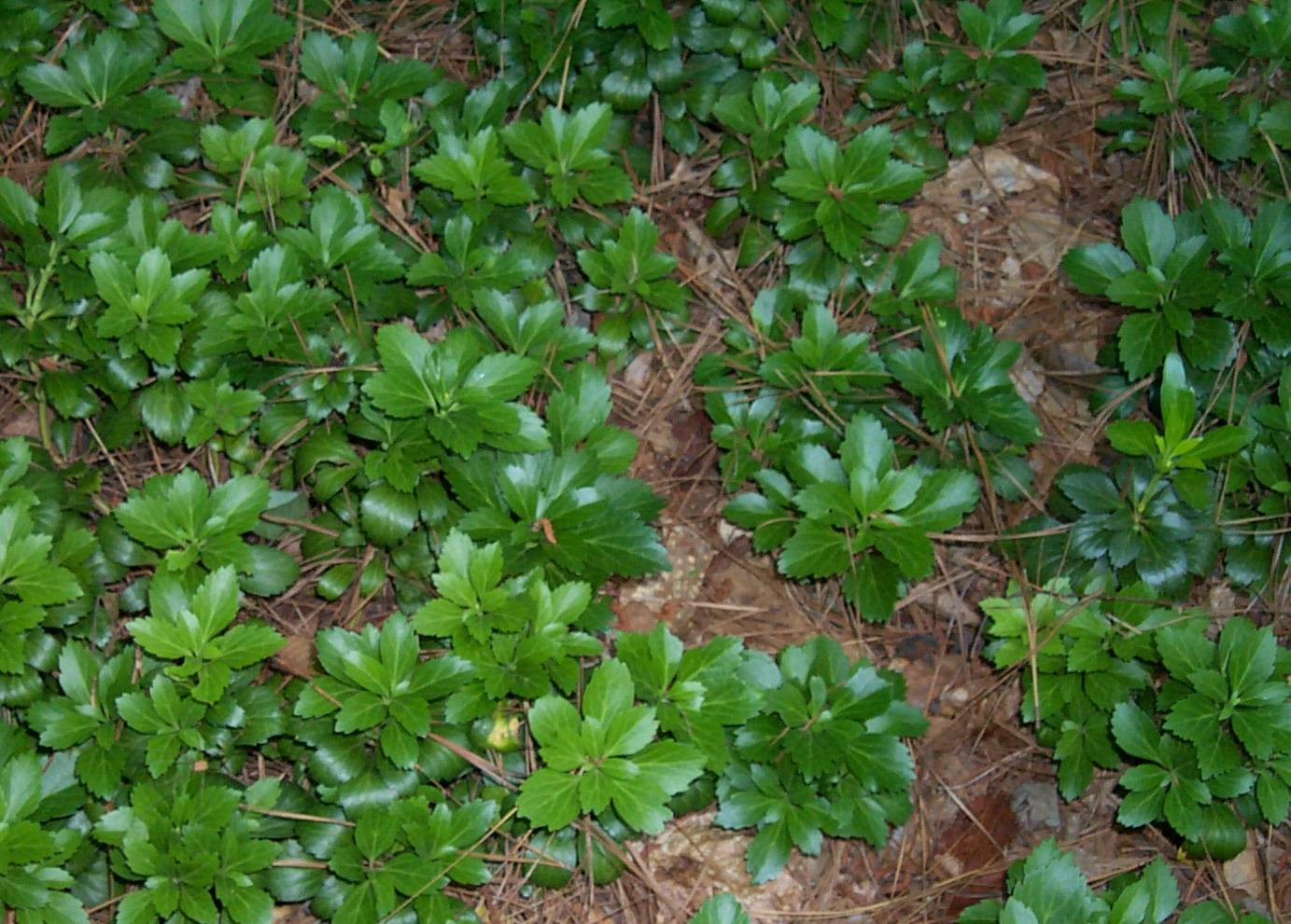   GREEN CARPET  1.jpg