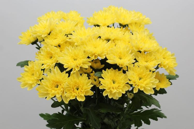  Baltica Yellow  .jpg