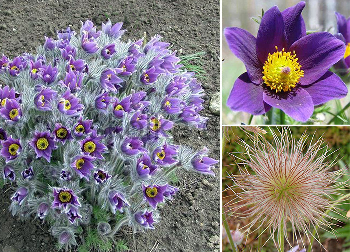   BELLS VIOLET.jpg