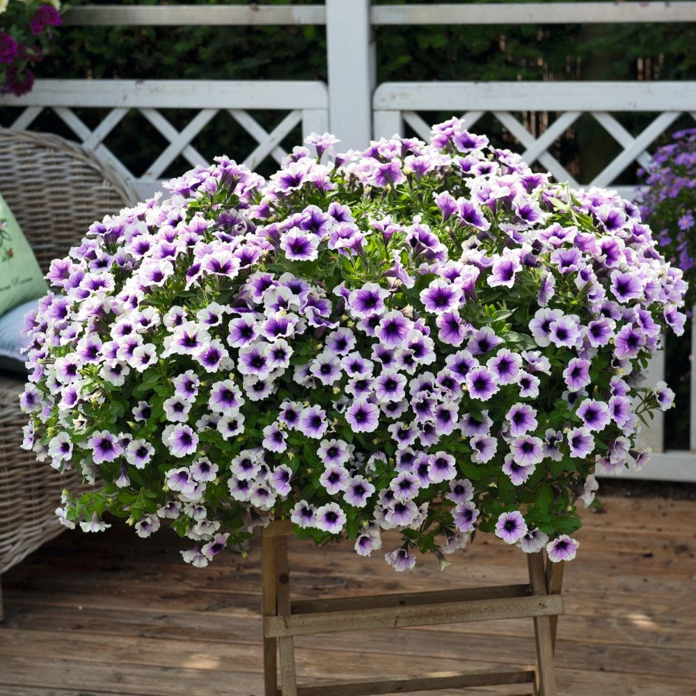 70  Sweetunia Purple Spotlight