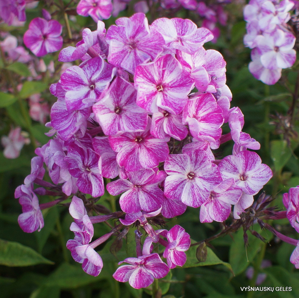   FRECKLE®   FRECKLE® PURPLE SHADES.jpg