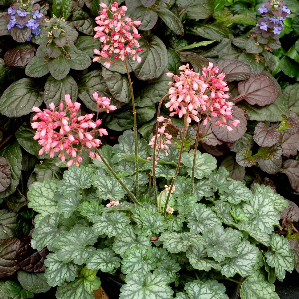  LITTLE CUTIE PEPPERMINT   1.jpg