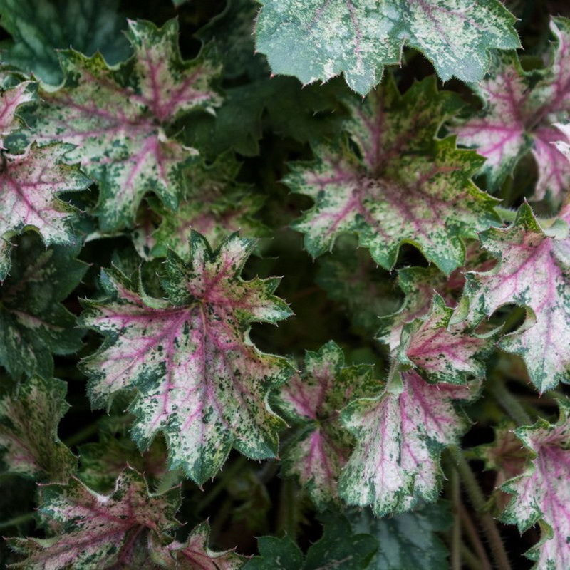   Dew Drops  .jpg
