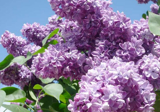  Violetta .jpg