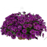 44  ERATO BASKET PURPLE