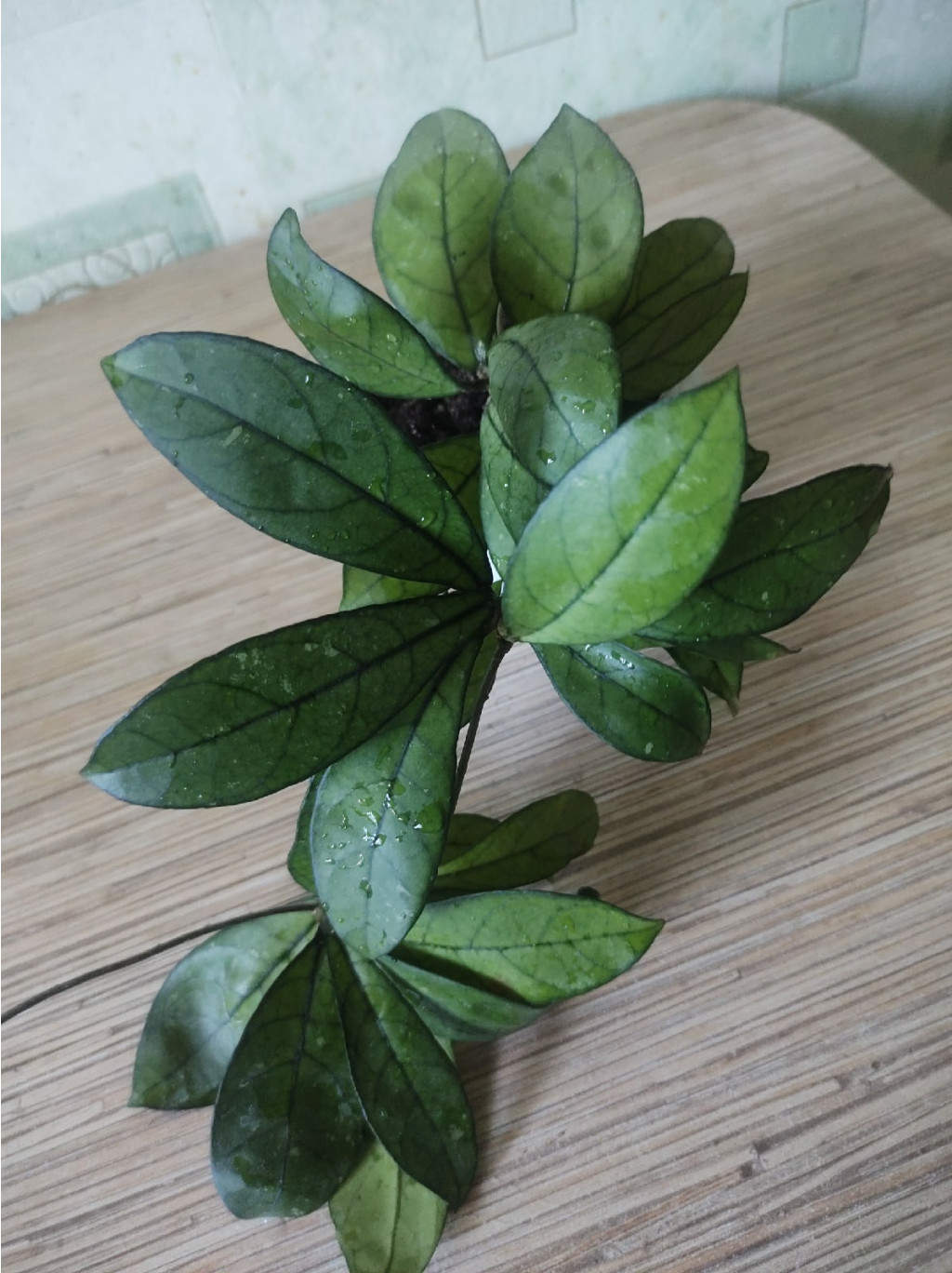 Hoya sp. Da Nang.