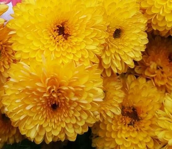   Pompon Yellow  .jpg