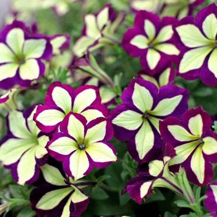 22  Crazytunia Frisky Purple