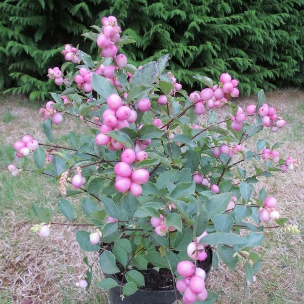   MAGIC BERRY.jpg