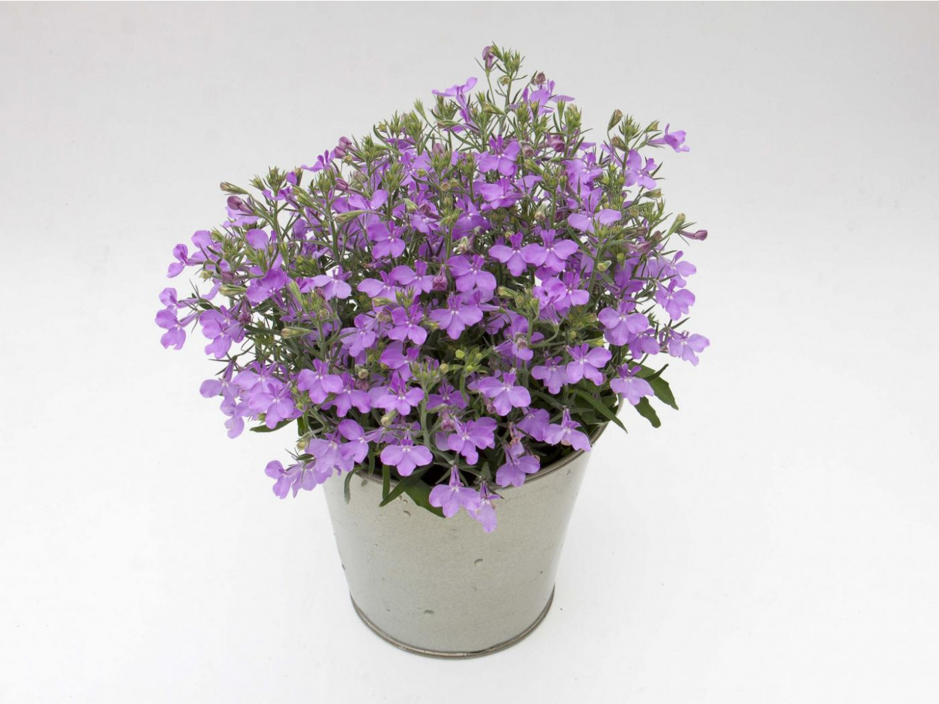 35  Hybriden Suntropics Lavender