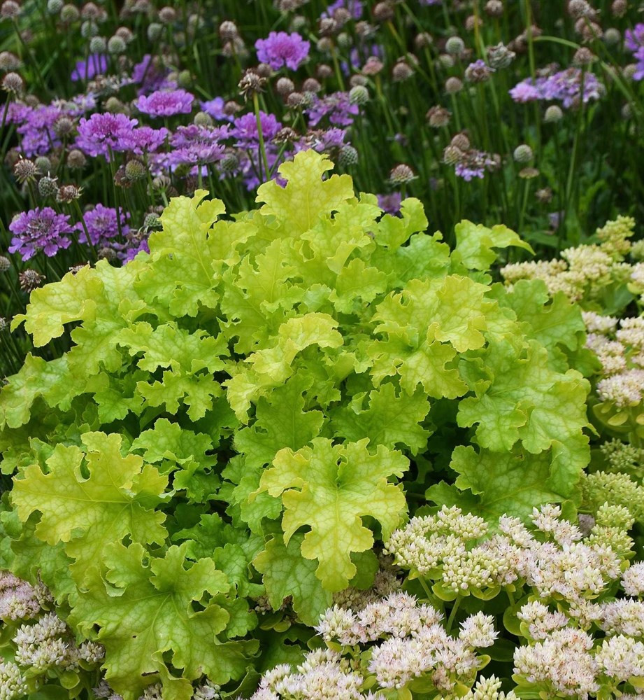   LIME RUFFLES  .jpg