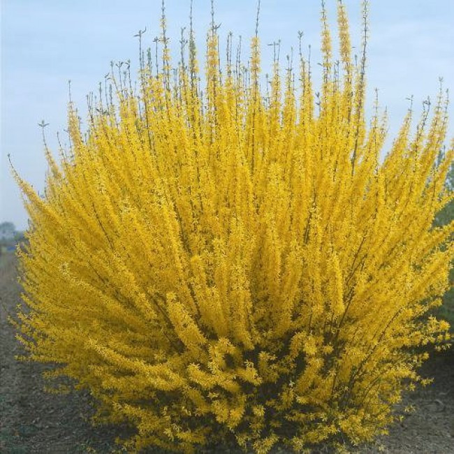   SPECTABILIS.jpg