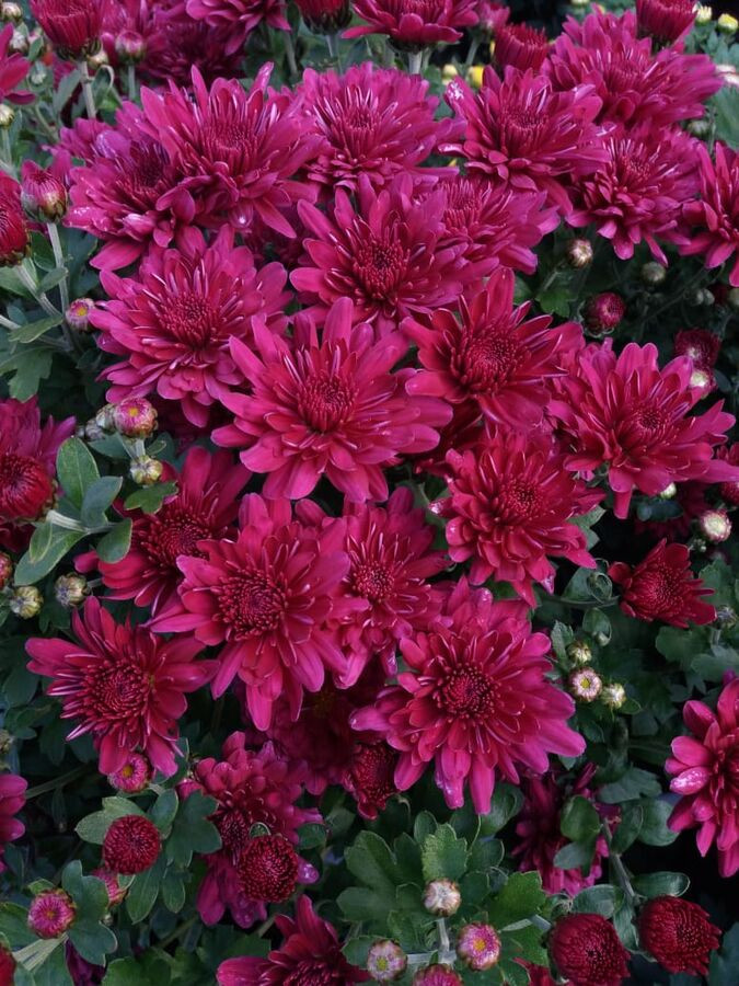 23 Daybreak purple