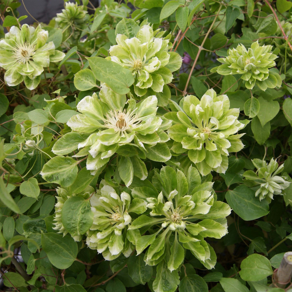     GREEN PASSION.jpg