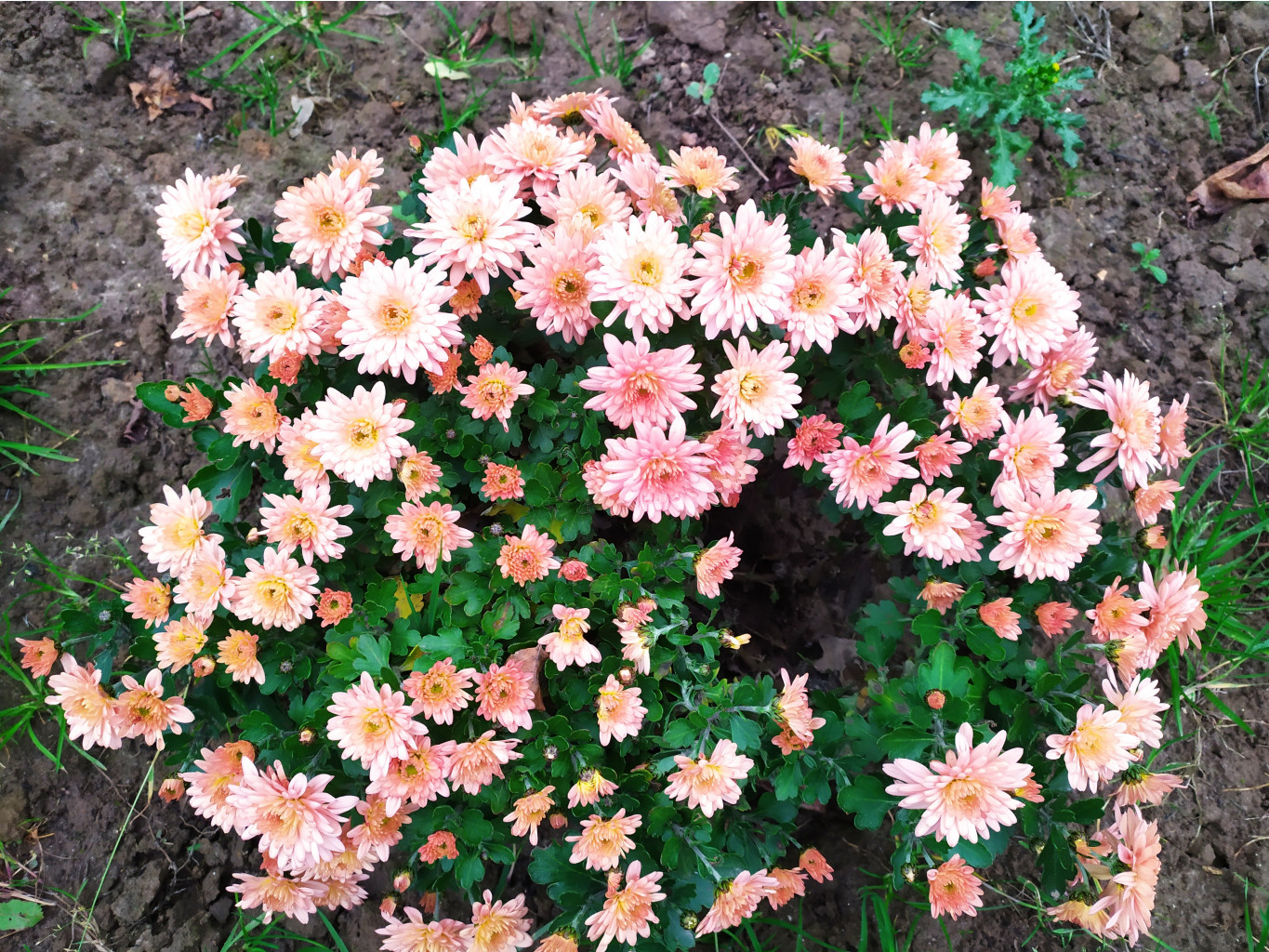 IMG 20211103 085300.jpg