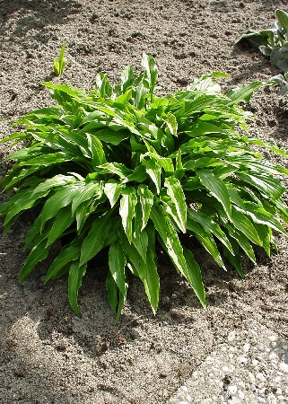 ХОСТА ГРИН БЭГ GREEN BAG.jpg