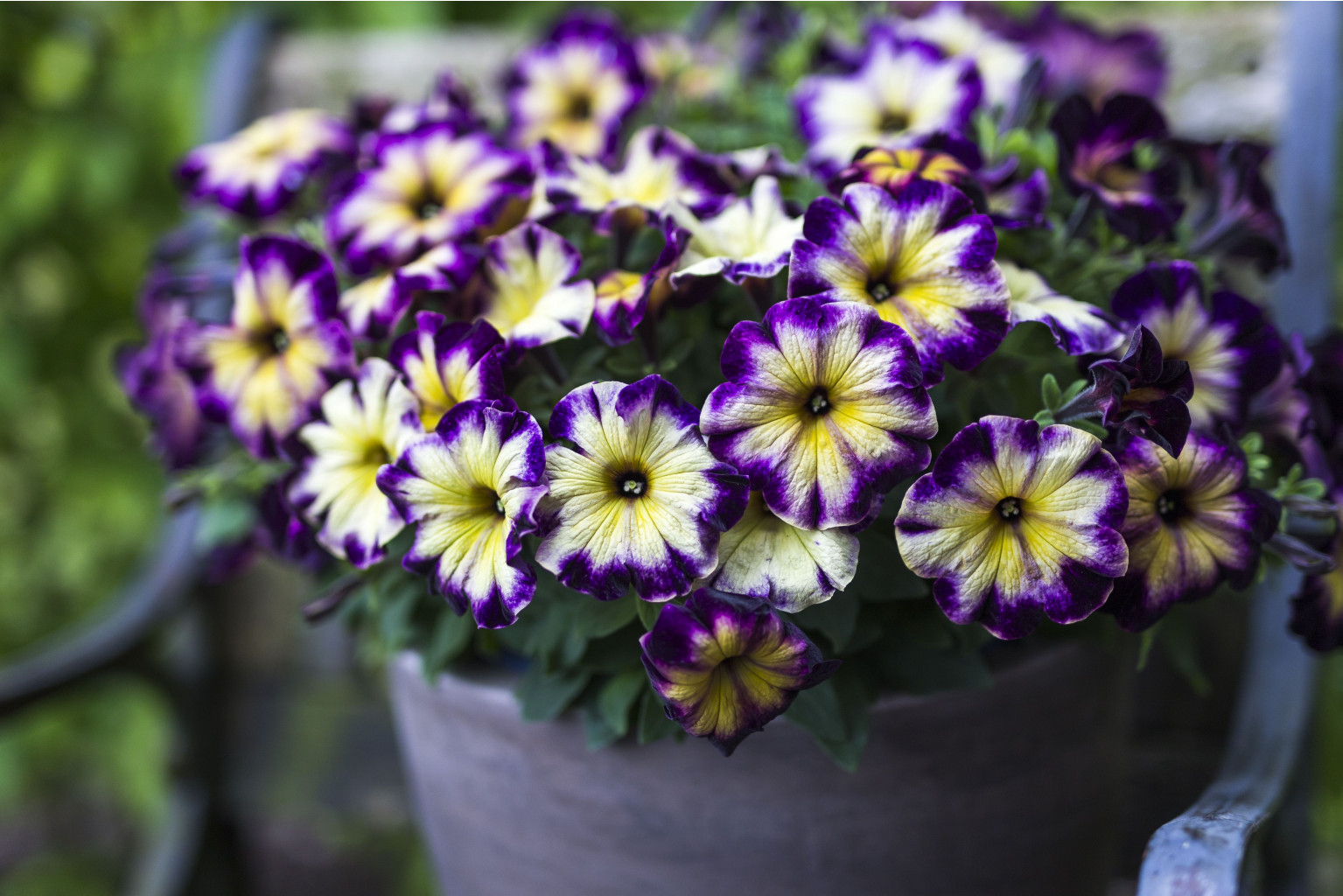 23  Crazytunia Moonstruck
