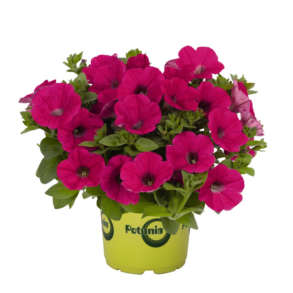 91  Potunia Piccola Hot Pink