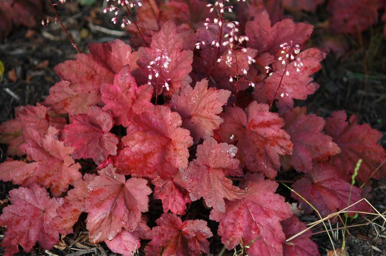   AUTUMN LEAVES  .jpg
