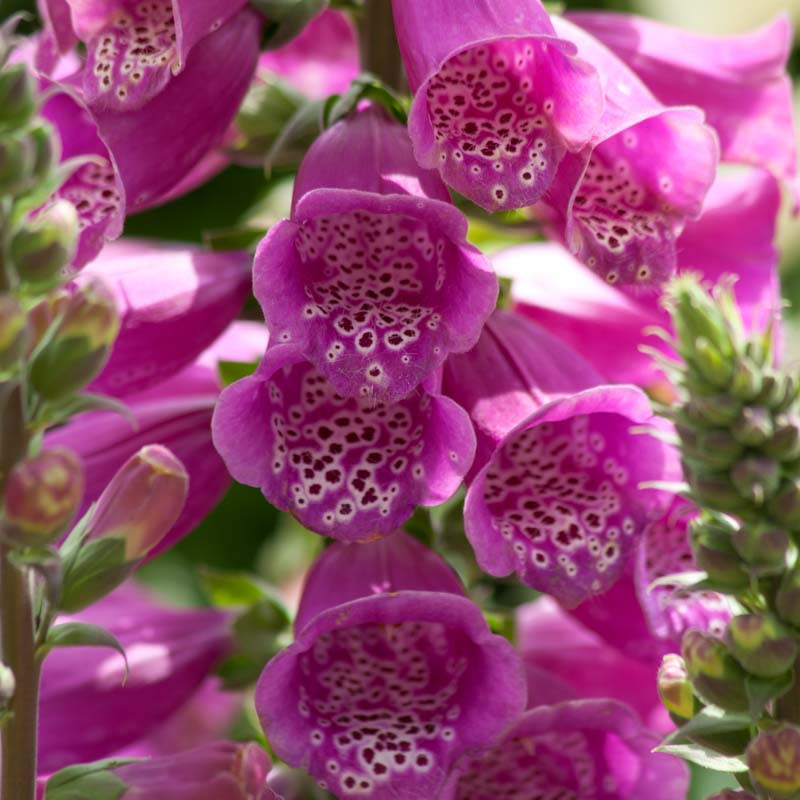   DALMATIAN PURPLE.jpeg