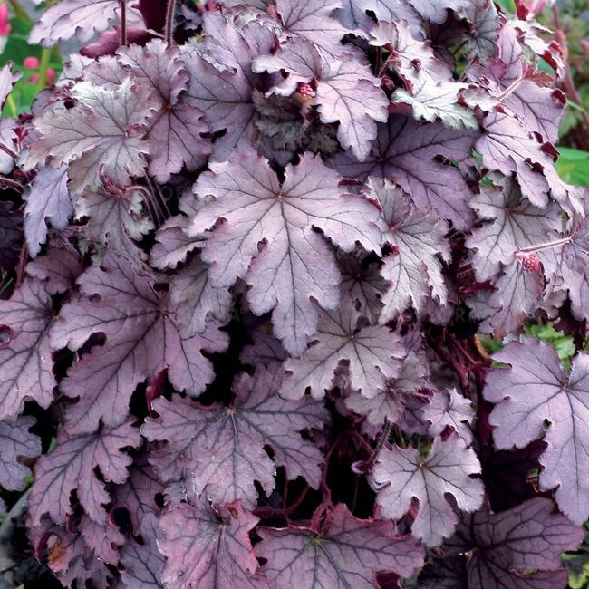   PLUM CASCADE  .jpg