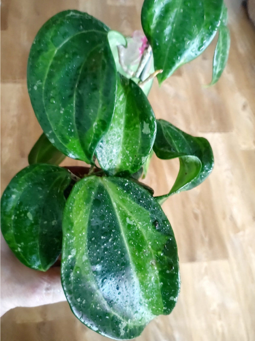 Hoya macrophylla 'Bai Bur'