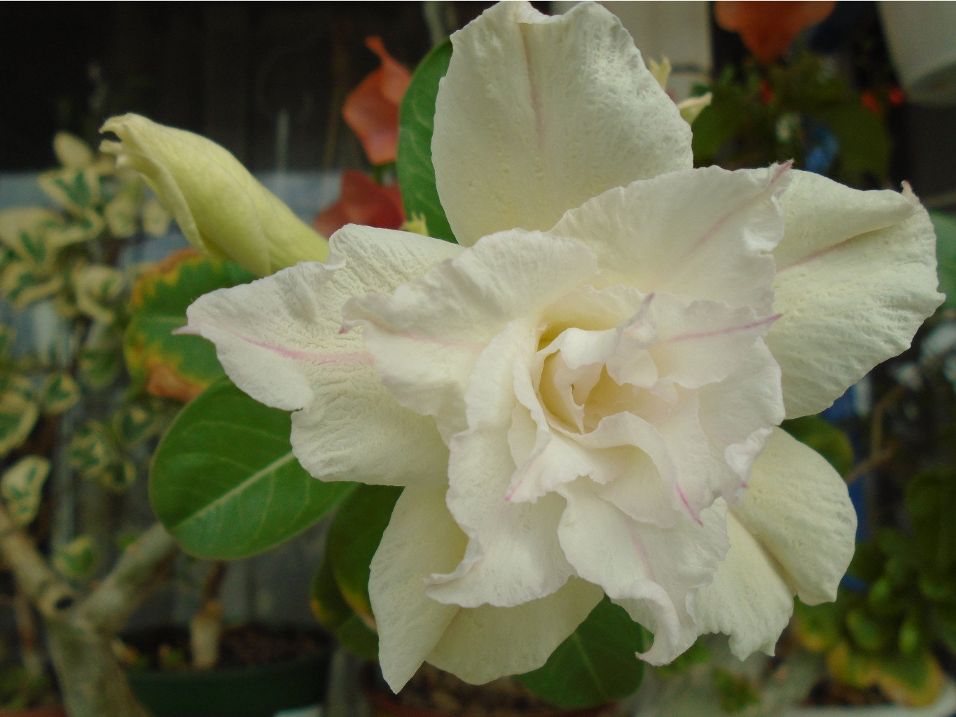 DSC07053.JPG