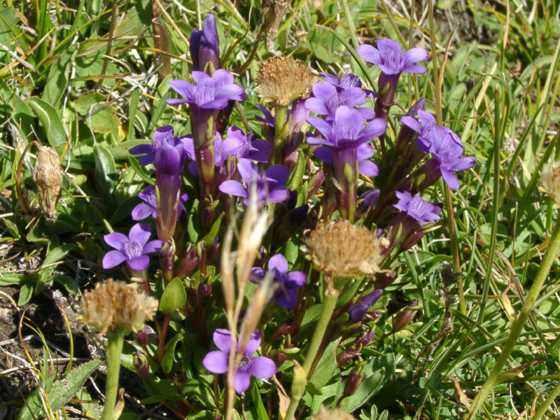 Gentianella biebersteinii.jpg