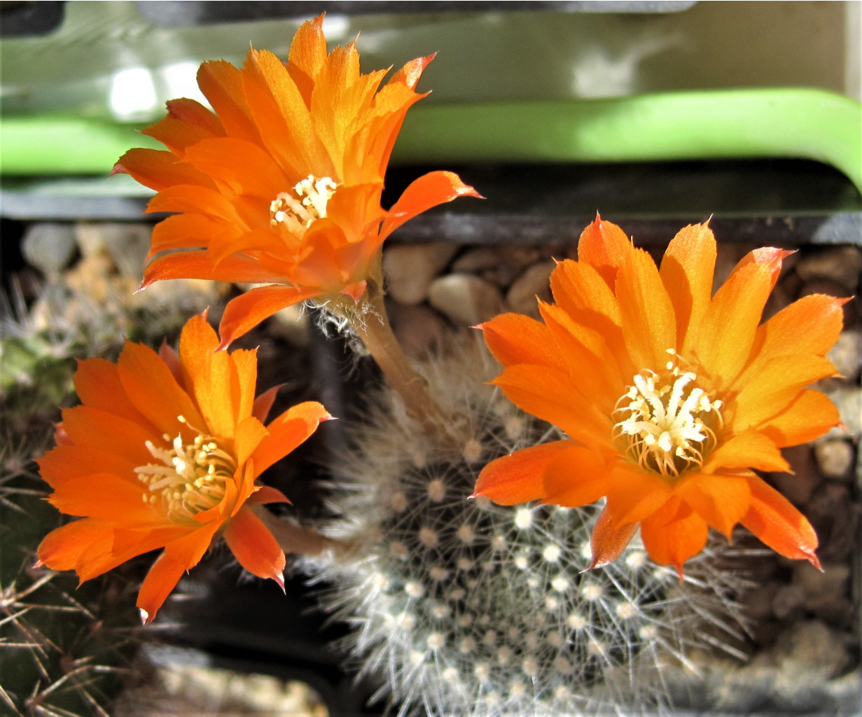 Rebutia flavystila FR 756