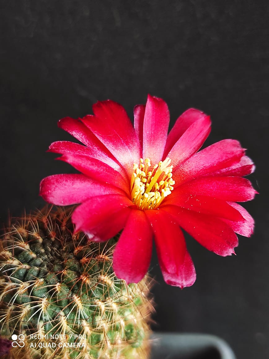 Sulcorebutia polymorpha