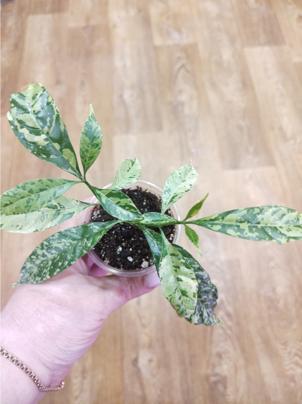 Tabernaemontana pandacaqui variegata.