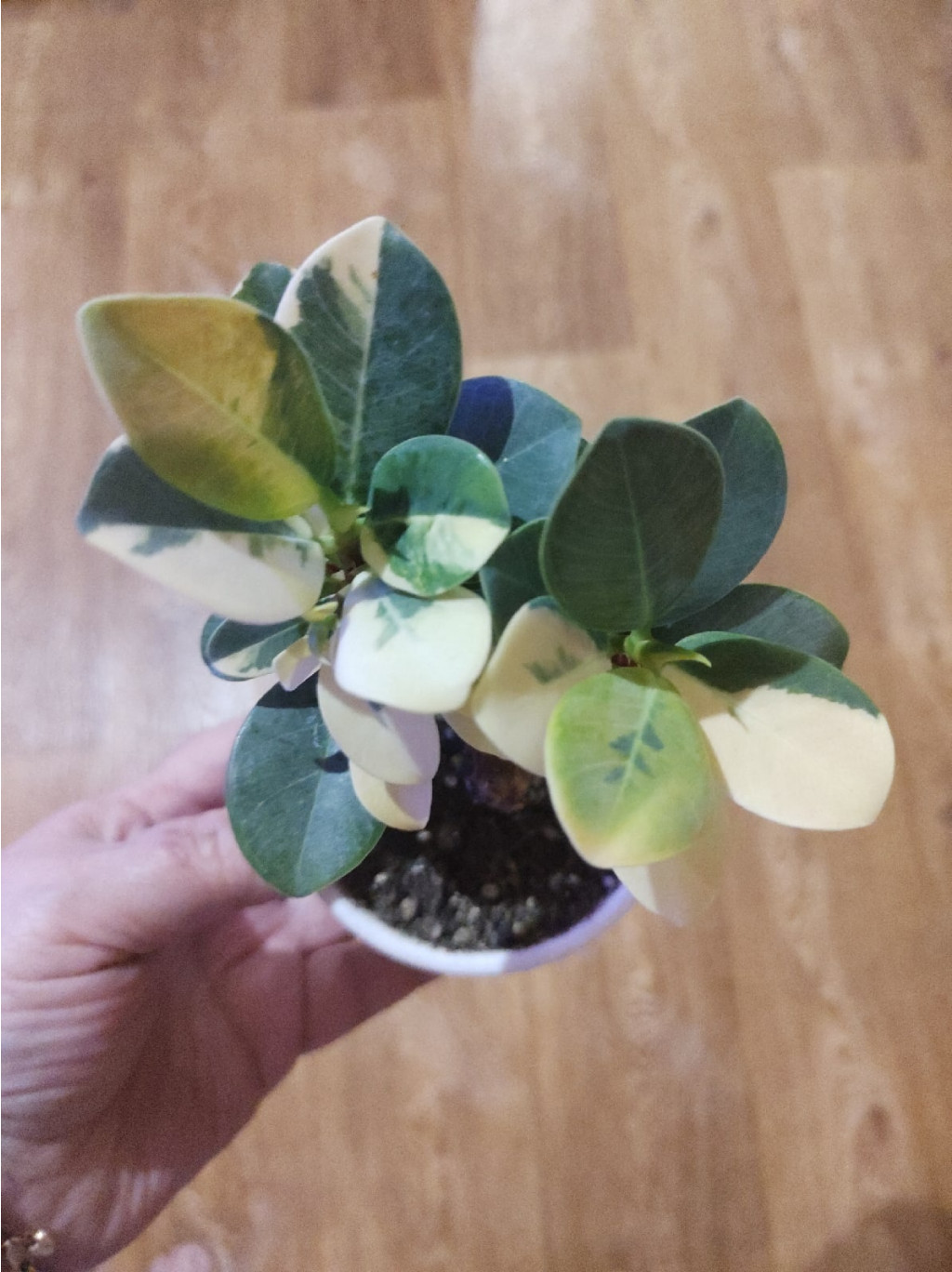 Green Island variegated.