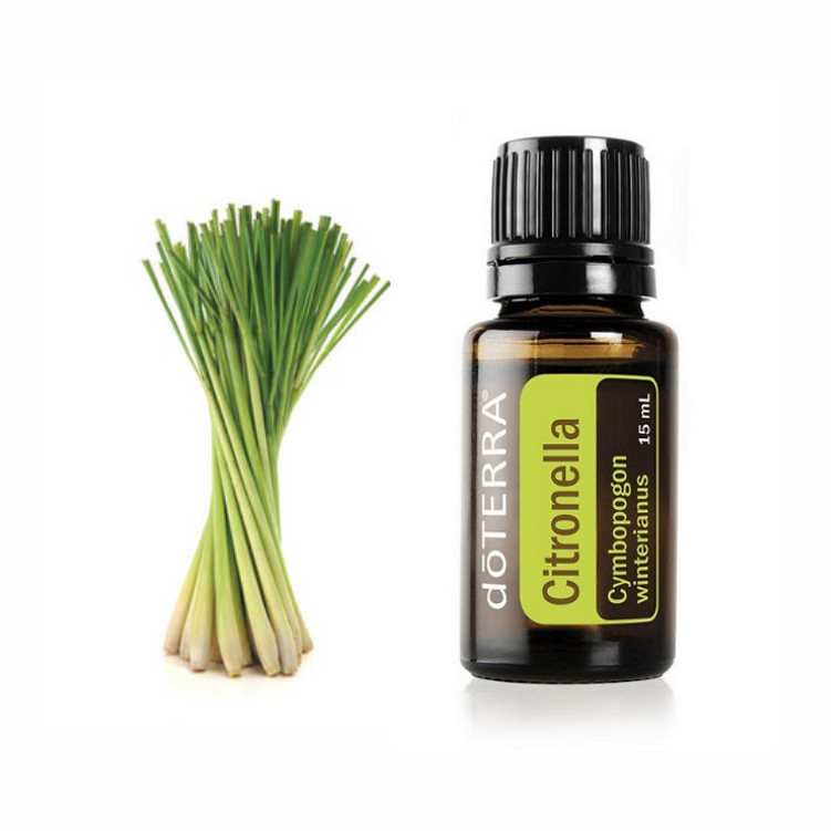    Cymbopogon Winterianus Essential Oil