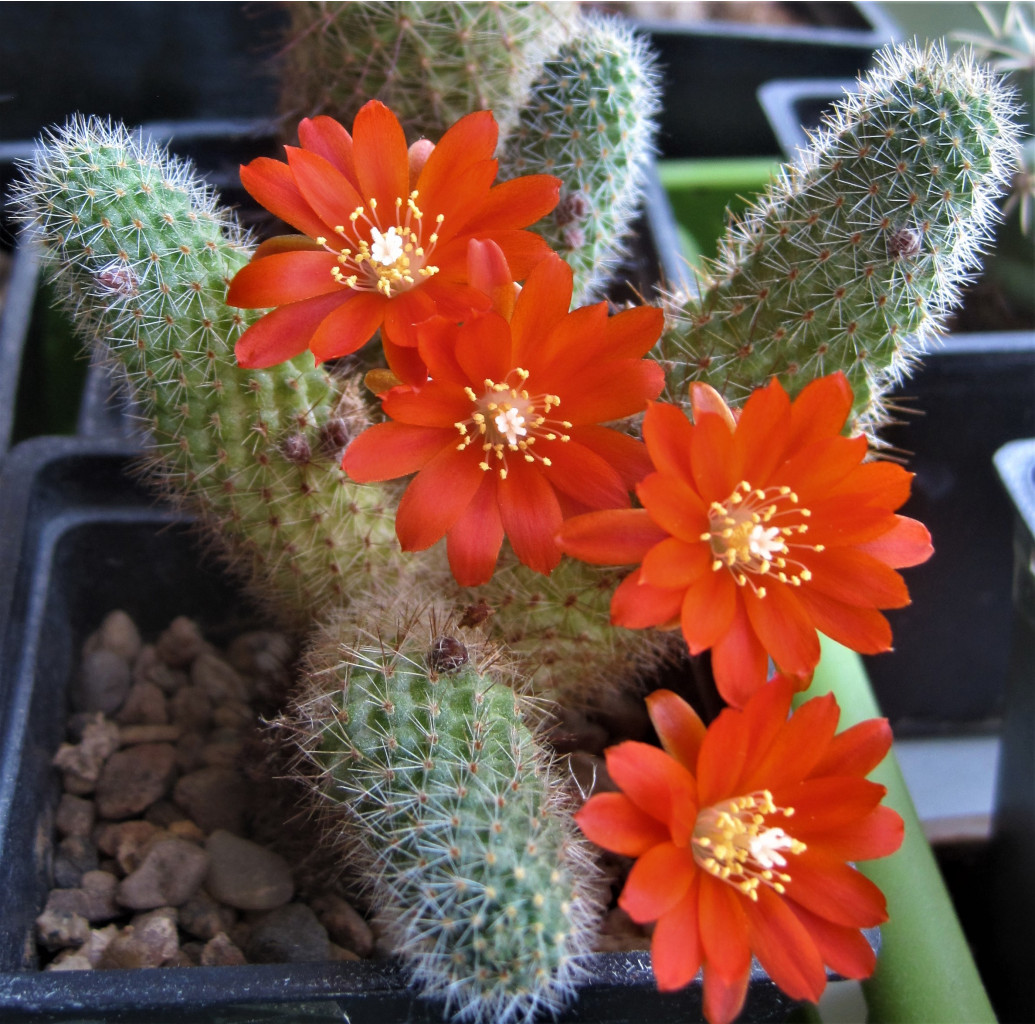 Rebutia donaldiana