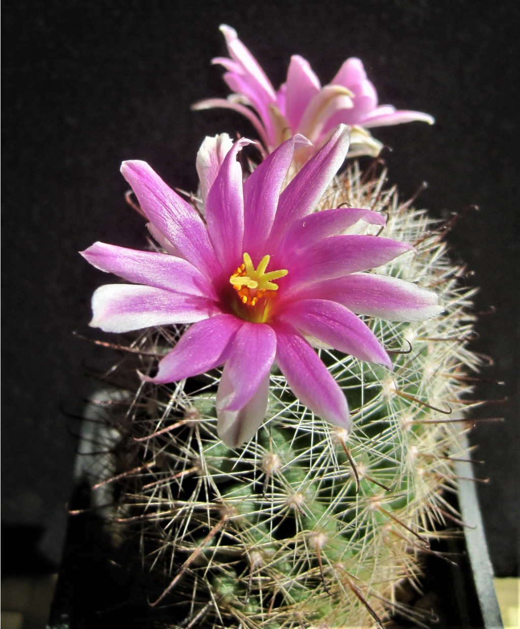 Mammillaria boolii