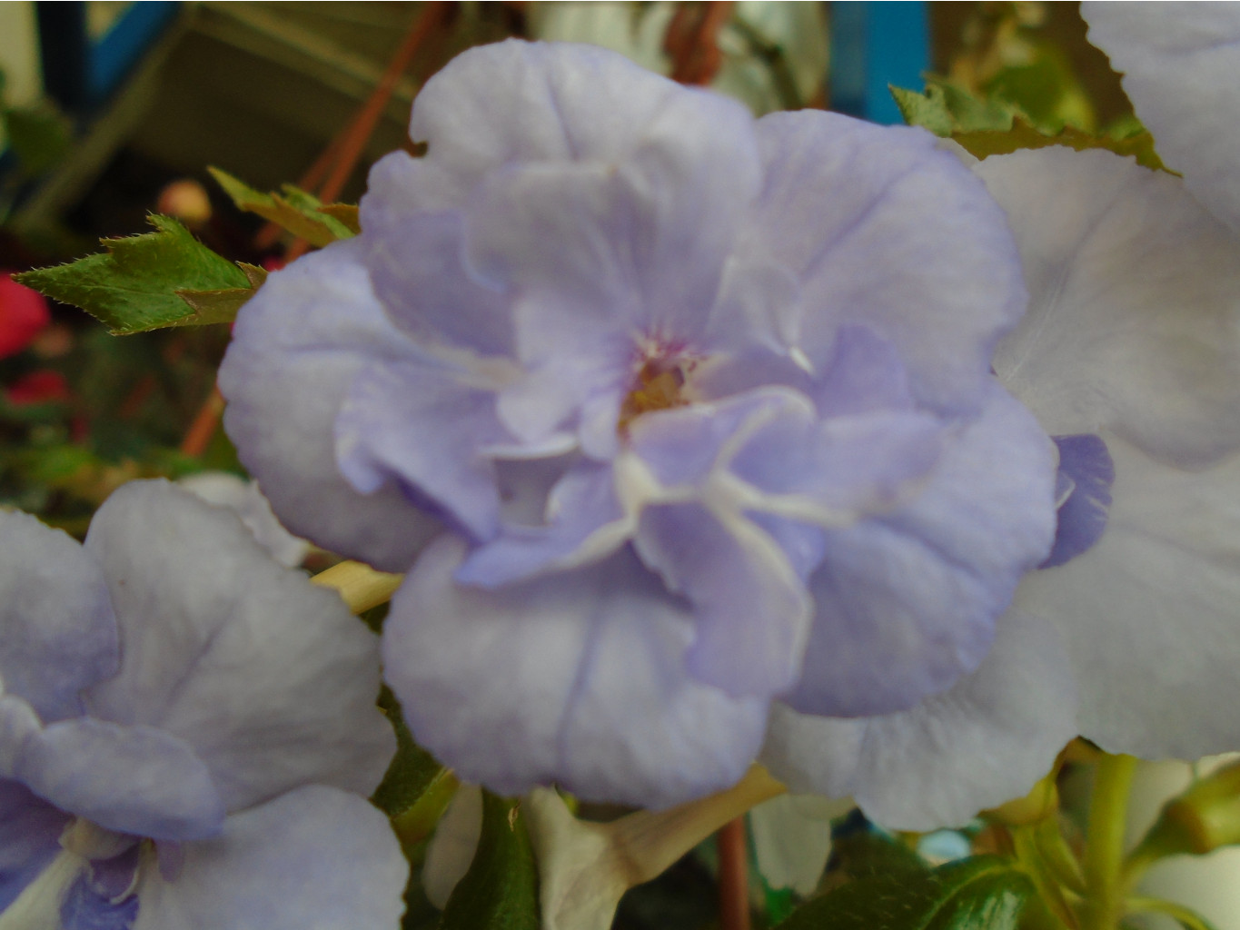 DSC07535.JPG