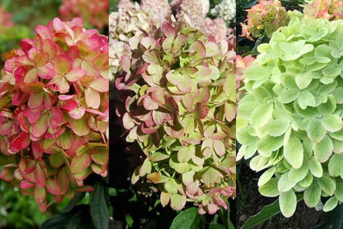 Hydrangea paniculata Graffiti-8.jpg