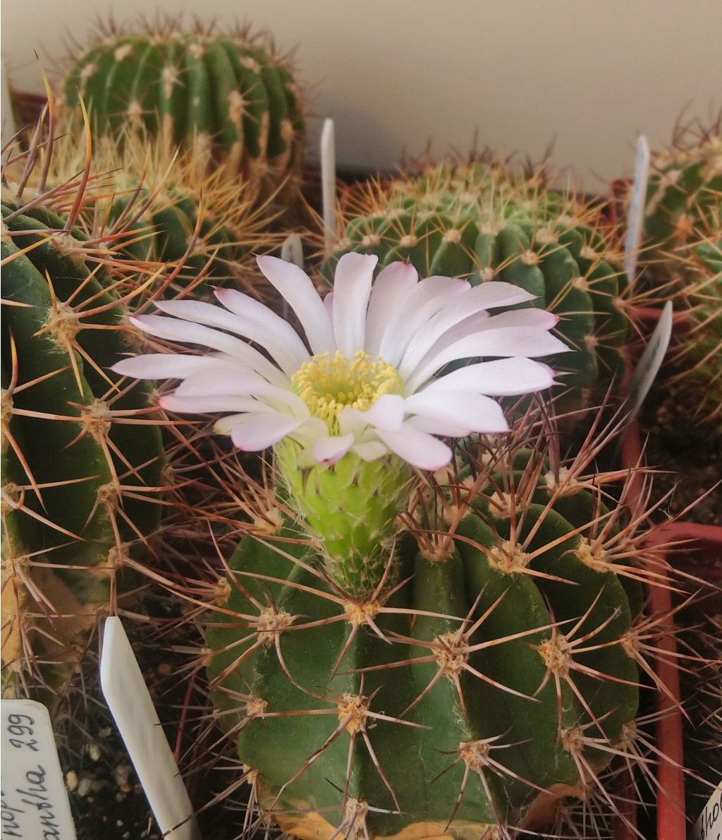 Acanthocalycium violaceum VG-301