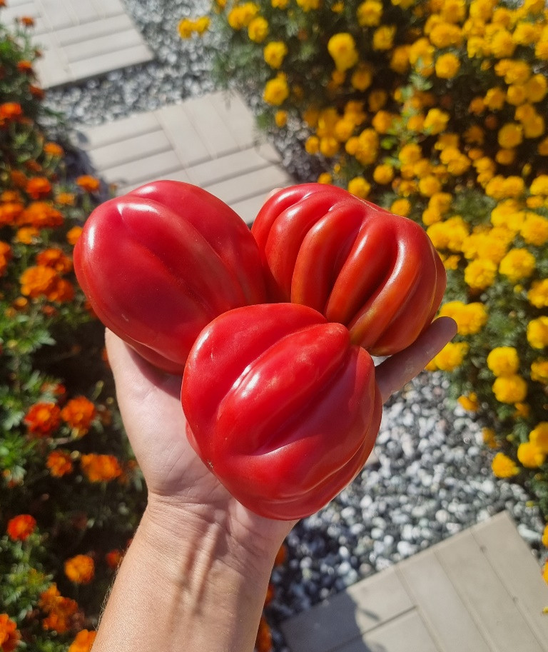 Gezante tomato buhrer-keel.jpg