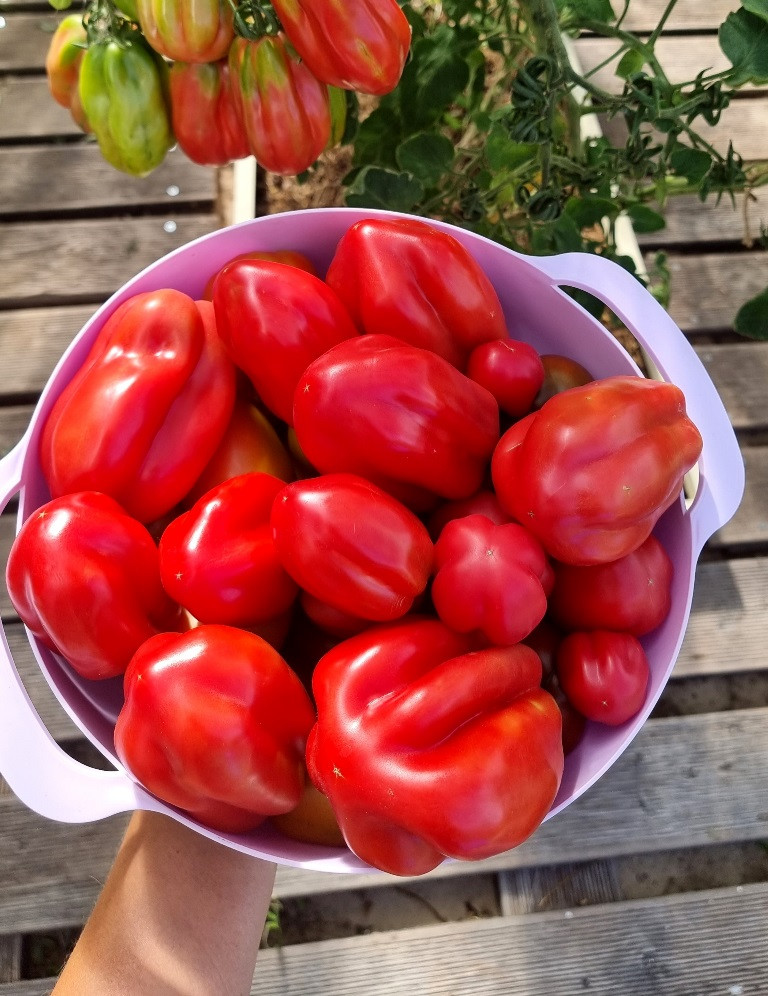 Gezante tomato buhrer-keel 2.jpg