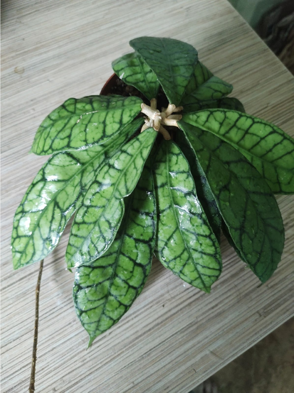 Hoya sp.Kalimantan.