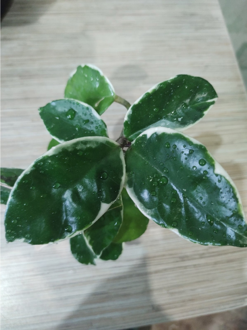 Hoya carnosa 'Gammal'